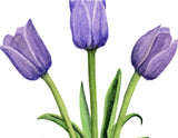 Purple Tulip Card