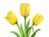 Yellow Tulip Card