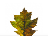 Autumn Leaf Card